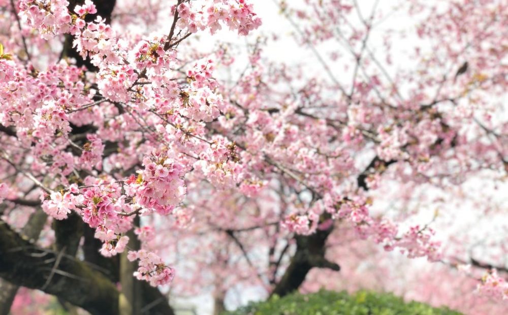 Iphone Xのカメラとポートレートモードで背景をぼかした桜の写真は撮れるのか トライしてみた エンジニアが学んだことをお伝えします