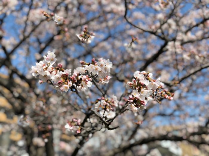 iPhone X ポートレートモード　桜