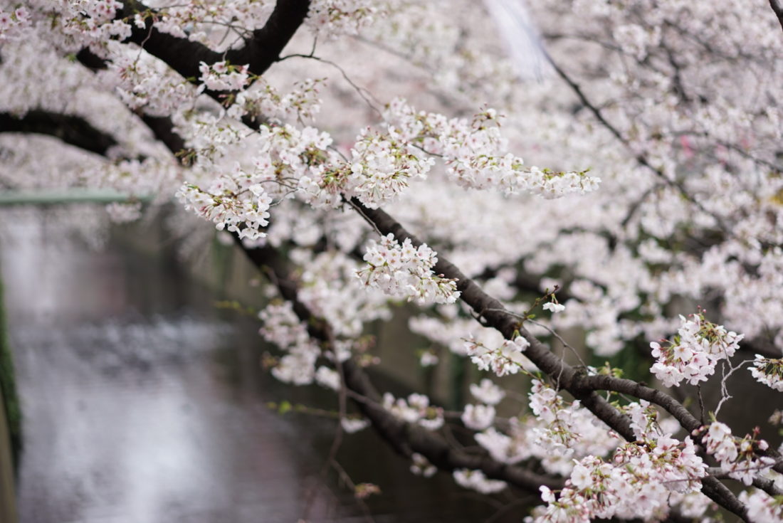 桜と目黒川