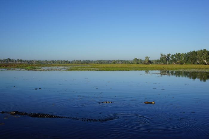 ワニ　イエローウォータークルーズ