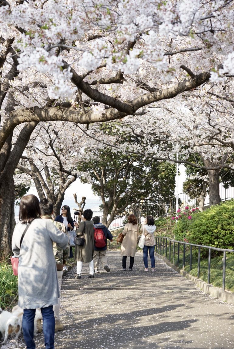 山下公園　桜