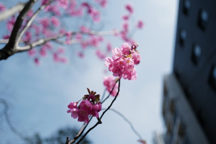 20200322-掃部山公園で見つけた桜