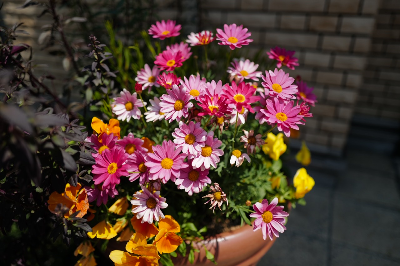 Leica Q2 鮮やかな花