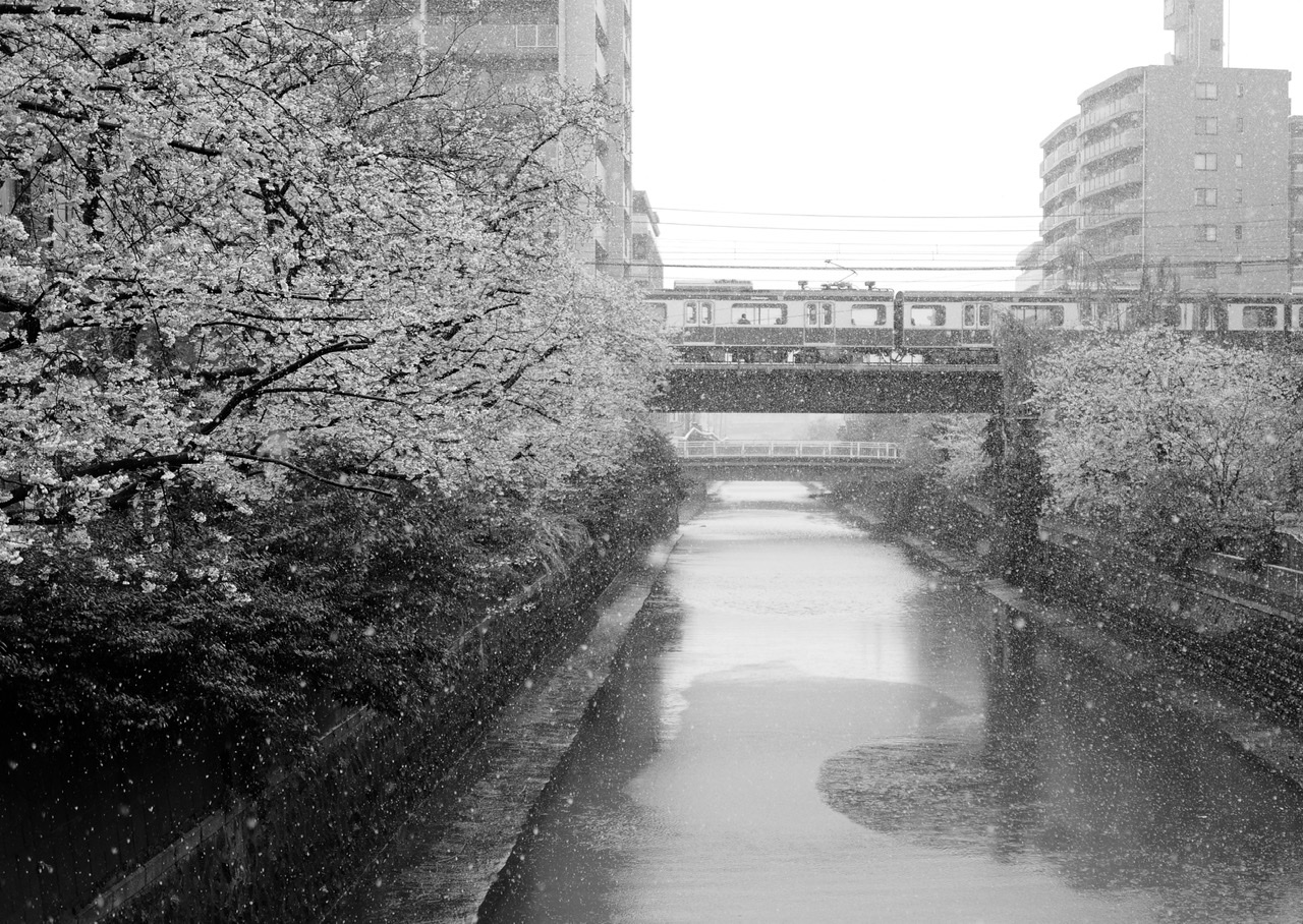 桜と雪と電車と川をライカで