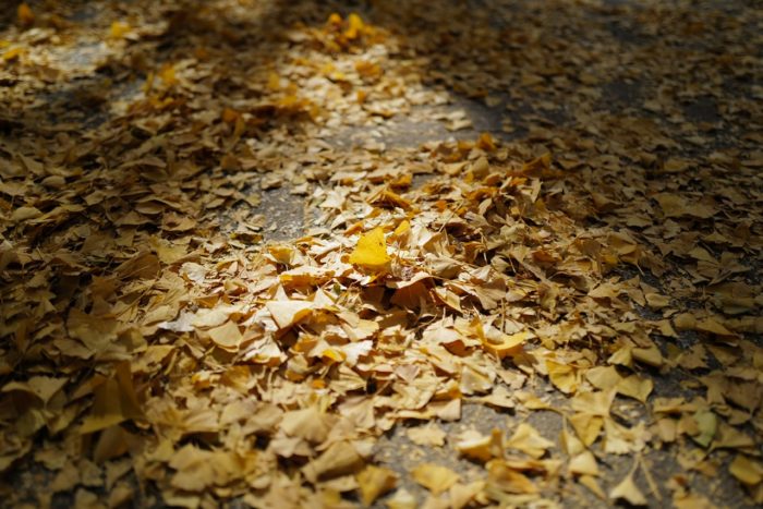 イチョウ 紅葉 日本大通り