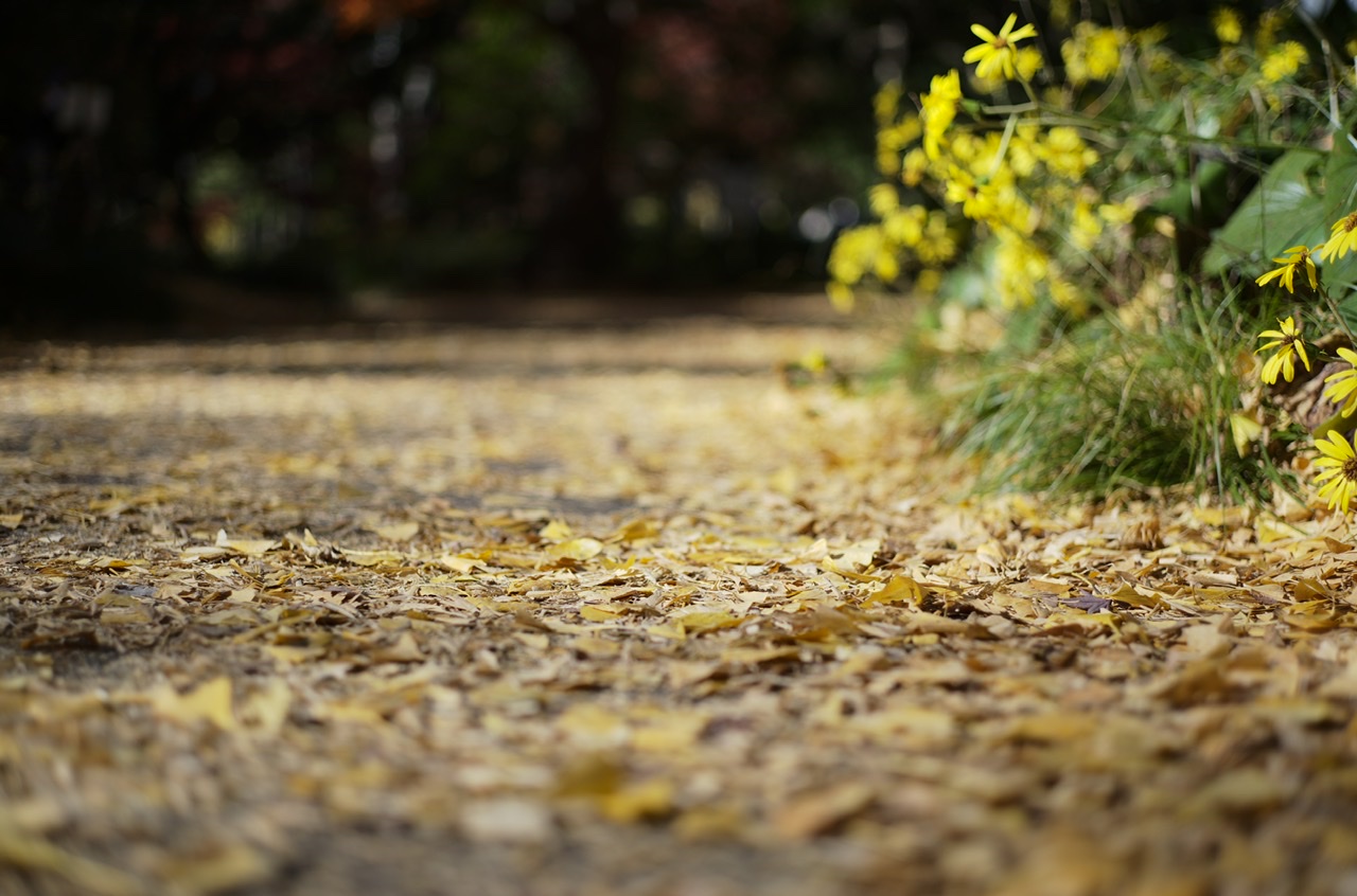 日比谷公園 地面に落ちる紅葉