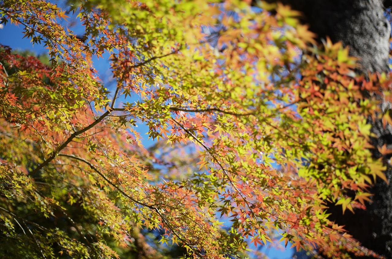 日比谷公園 透き通る透き通る紅葉