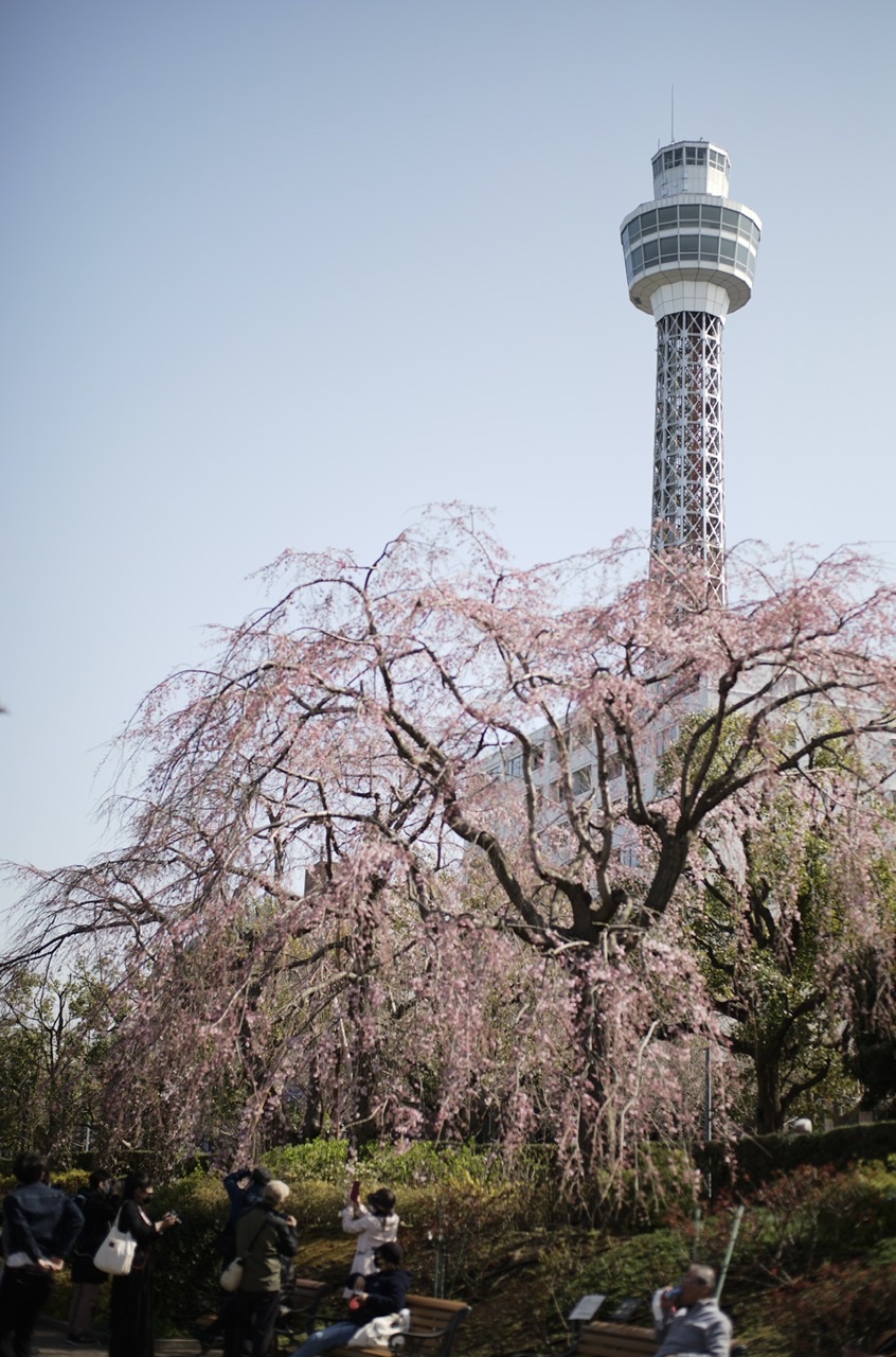 山下公園 タワー 枝垂れ桜