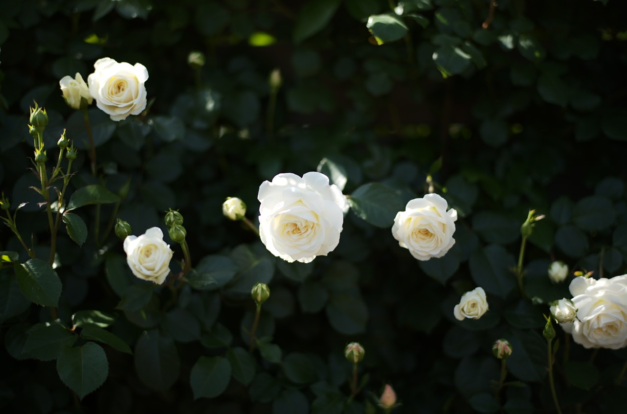 横浜イングリッシュガーデン 白いバラ