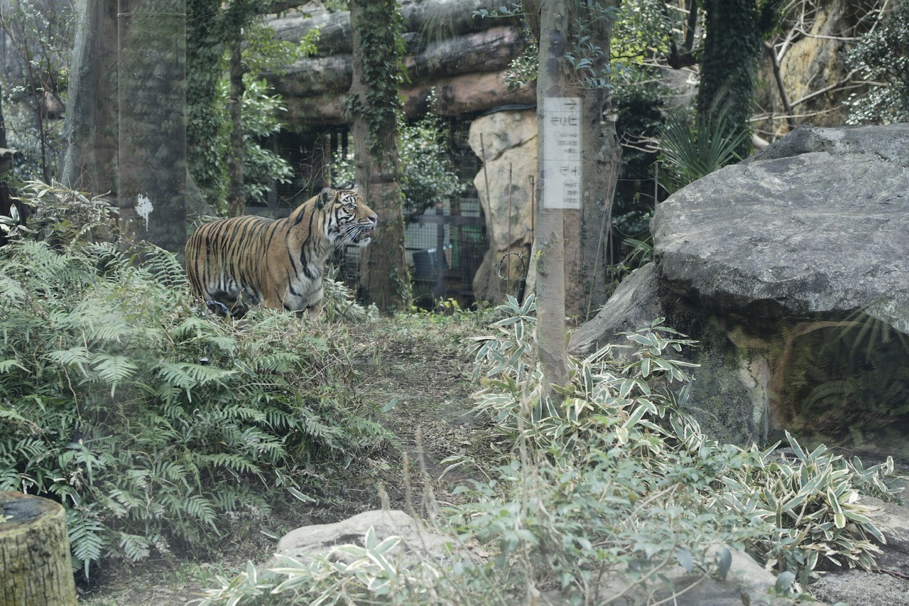 上野動物園　トラ
