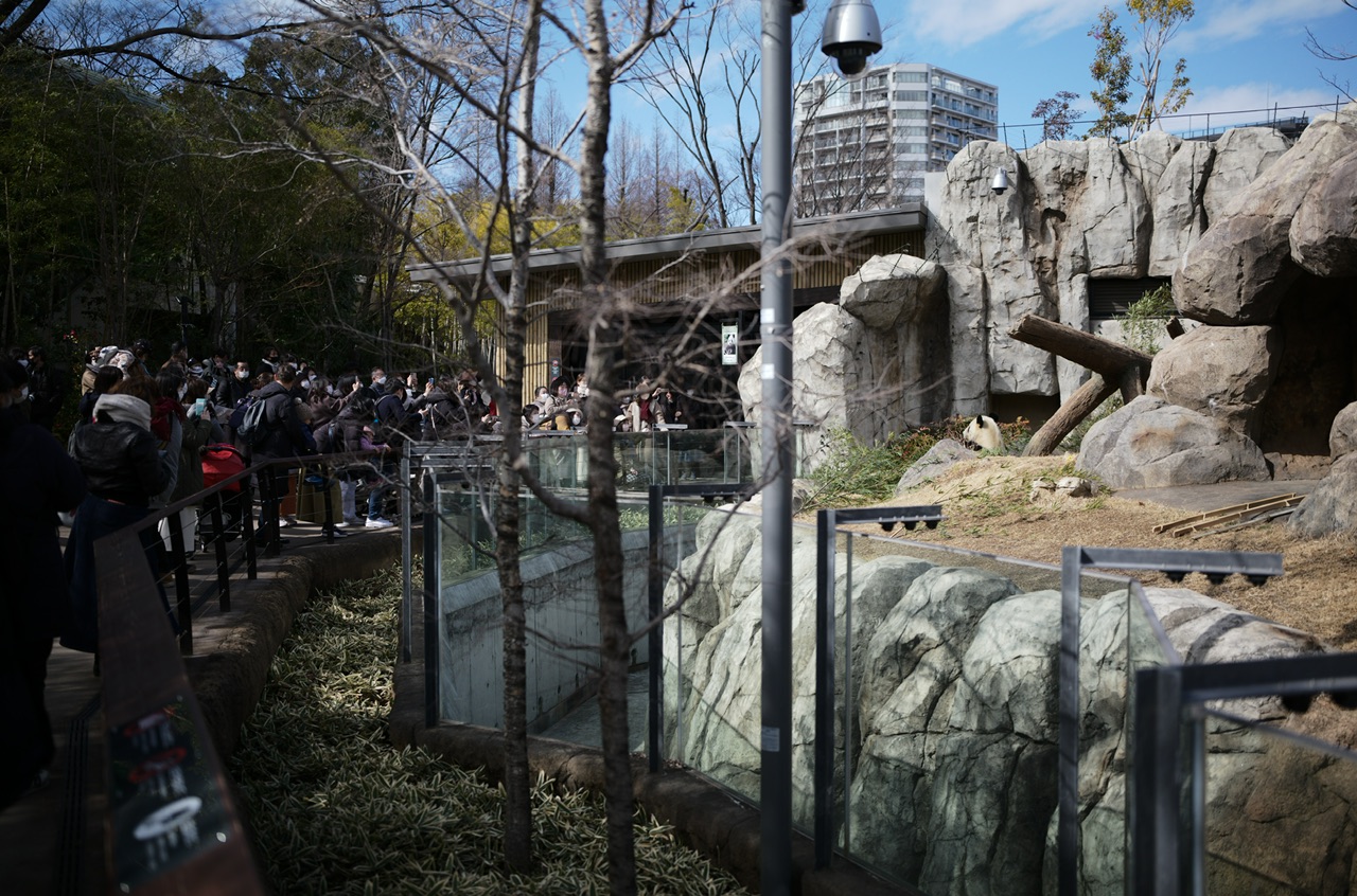 上野動物園 パンダ リーリー