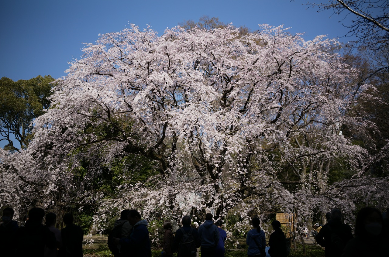 六義園 桜 2023年3月20日
