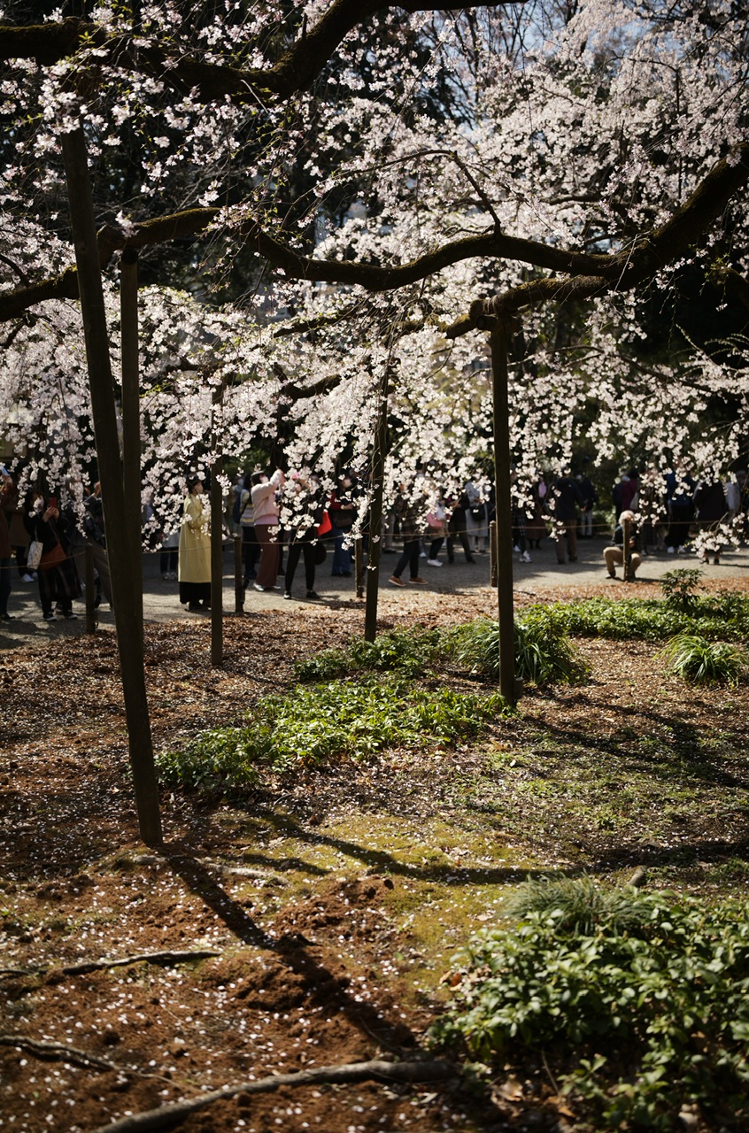 六義園 桜 2023年3月20日