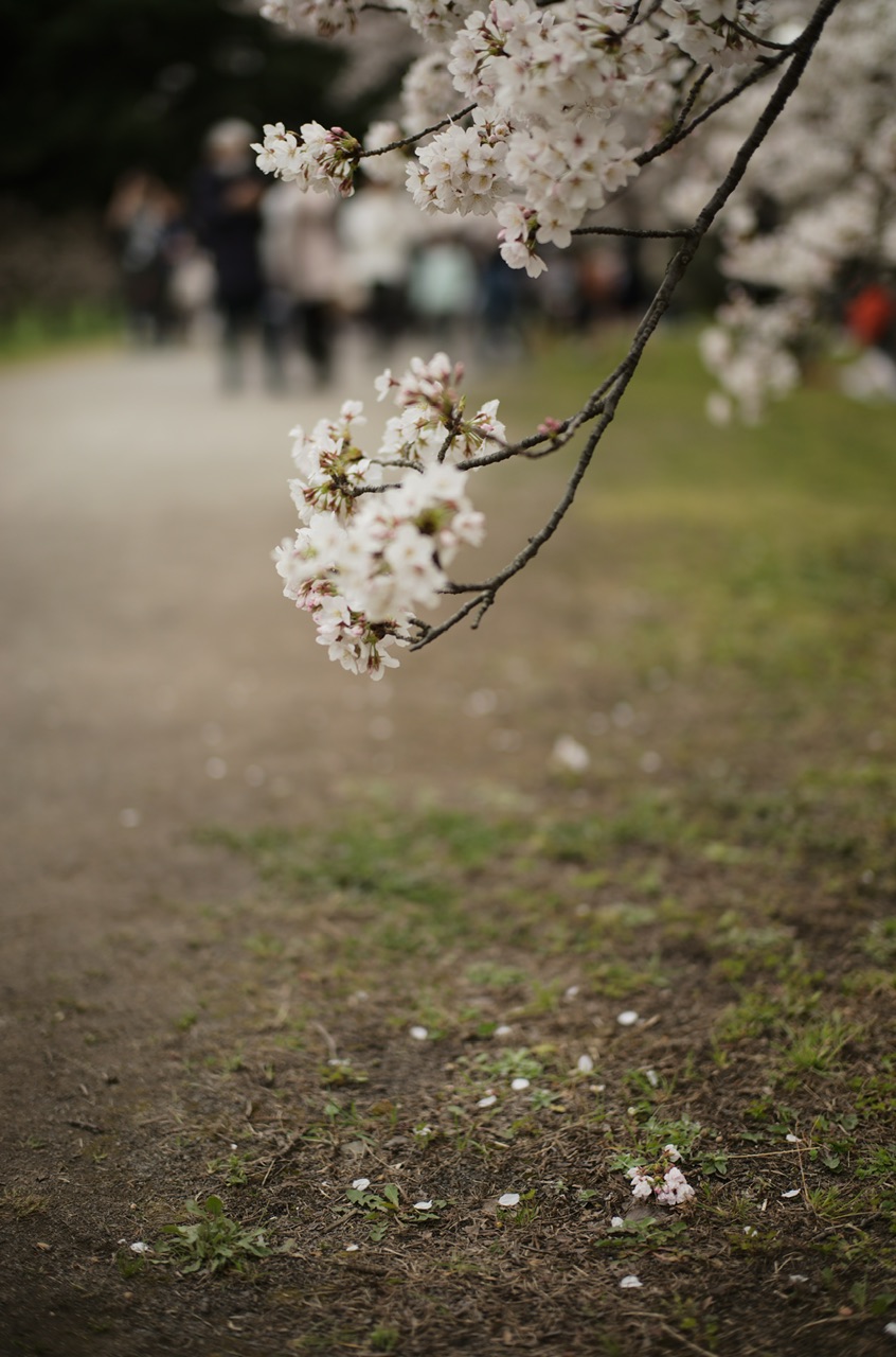 小石川植物園 桜 2023.3.21