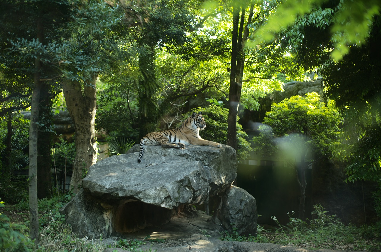 上野動物園 虎