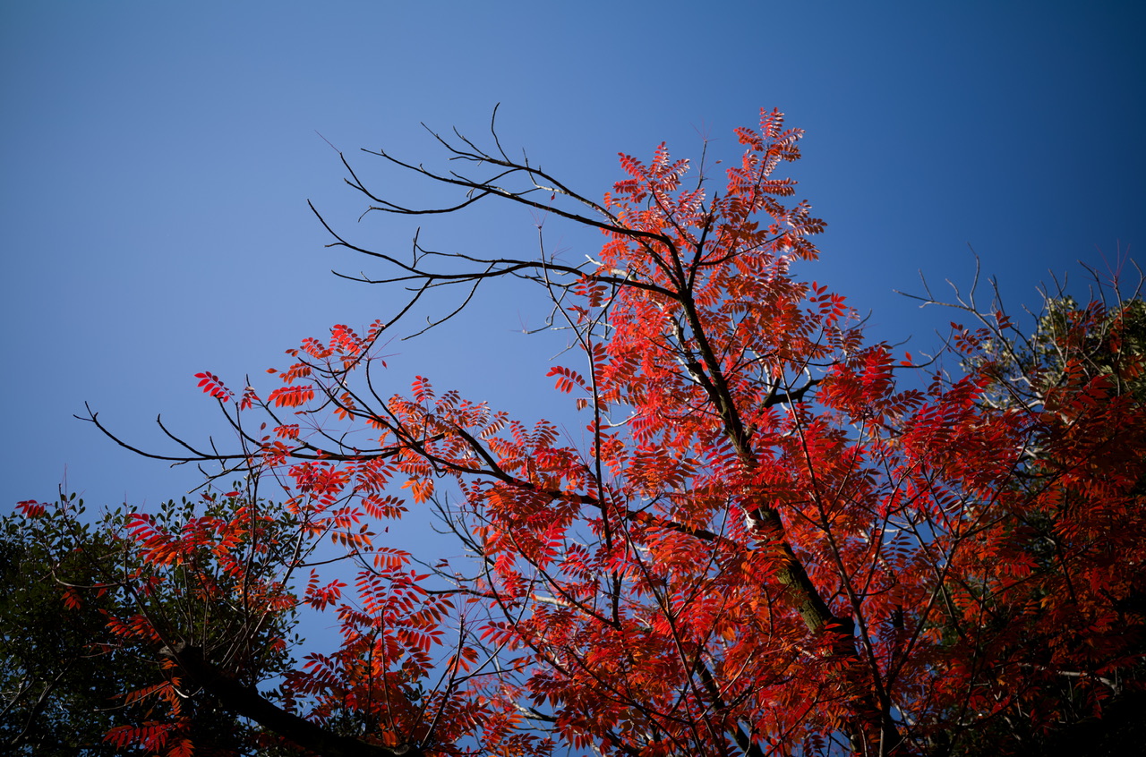 六義園 紅葉 2024 12月初旬