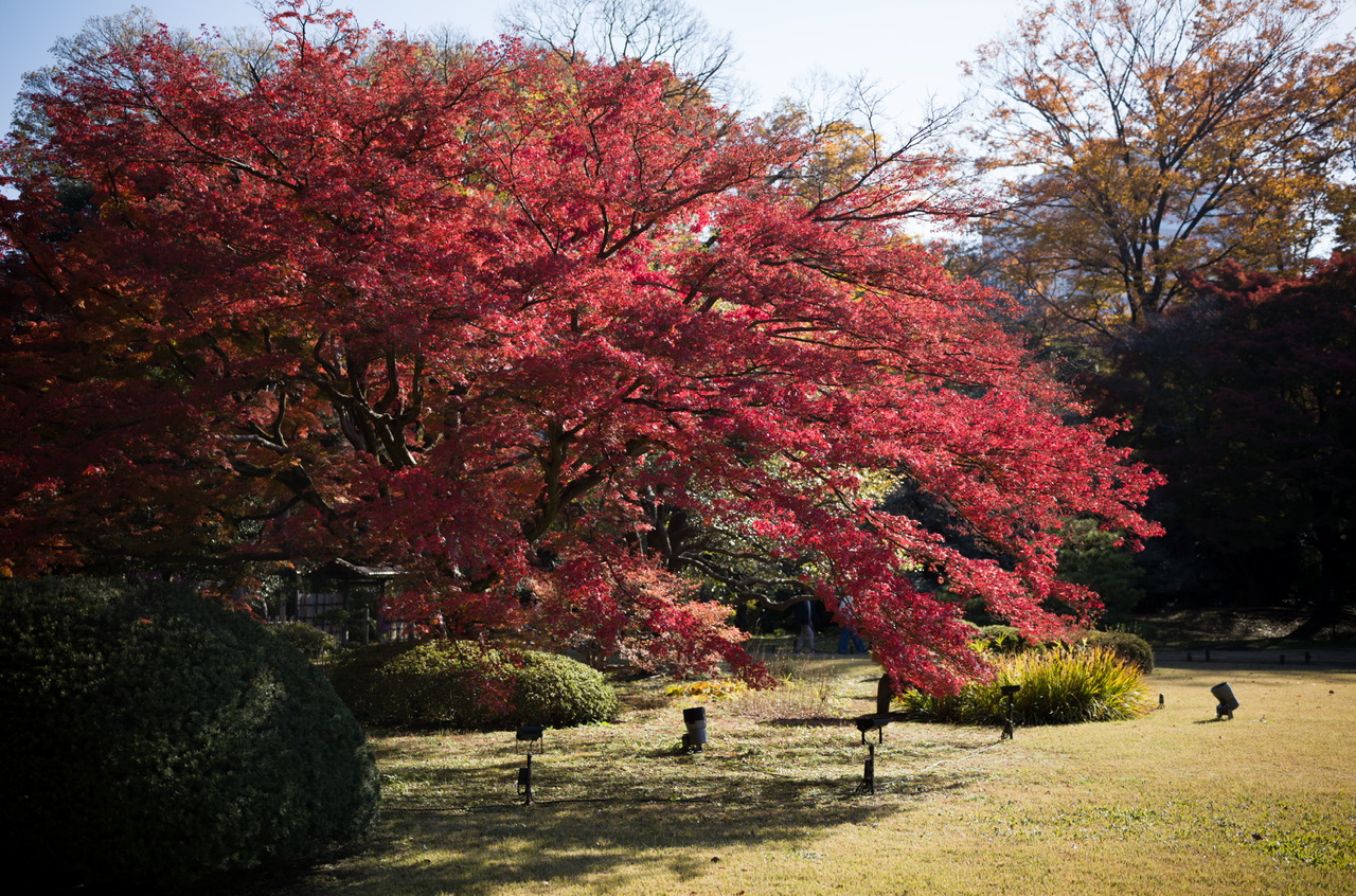 六義園 紅葉 2024 12月初旬