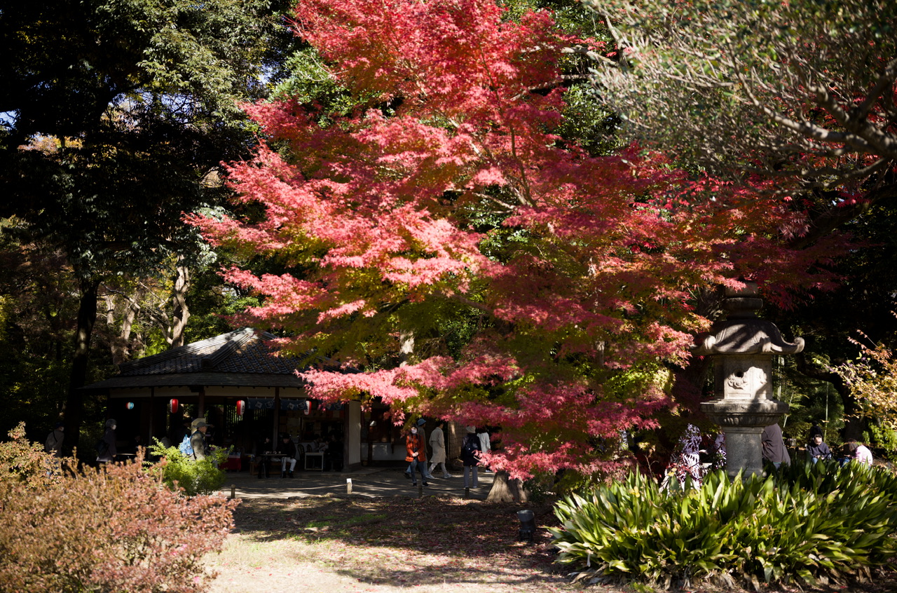 六義園 紅葉 2024 12月初旬