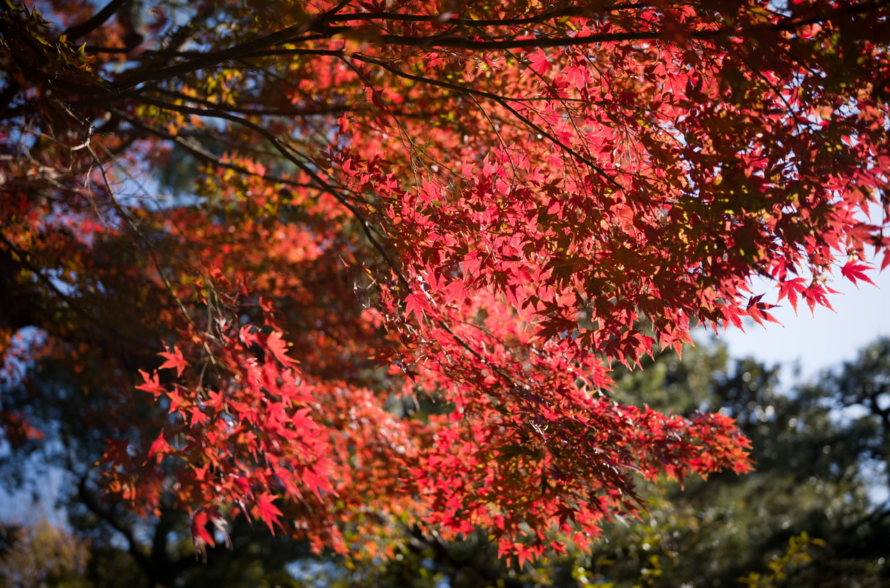 六義園 紅葉 2024 12月初旬