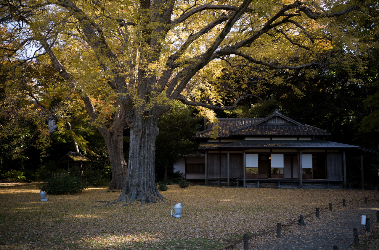 六義園 紅葉 2024 12月初旬