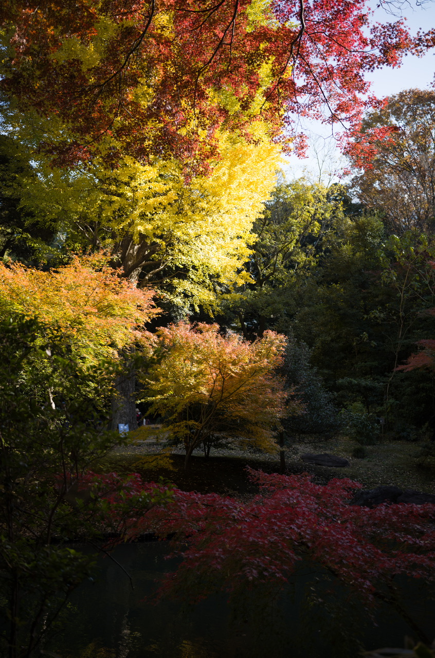 六義園 紅葉 2024 12月初旬