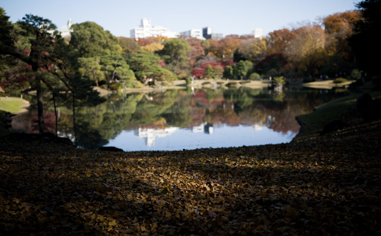 六義園 紅葉 2024 12月初旬