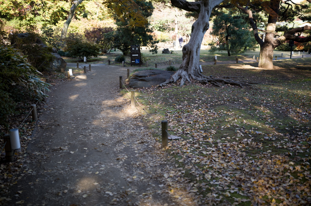 六義園 紅葉 2024 12月初旬