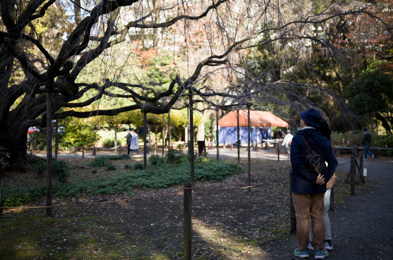 六義園 冬 枝垂れ桜