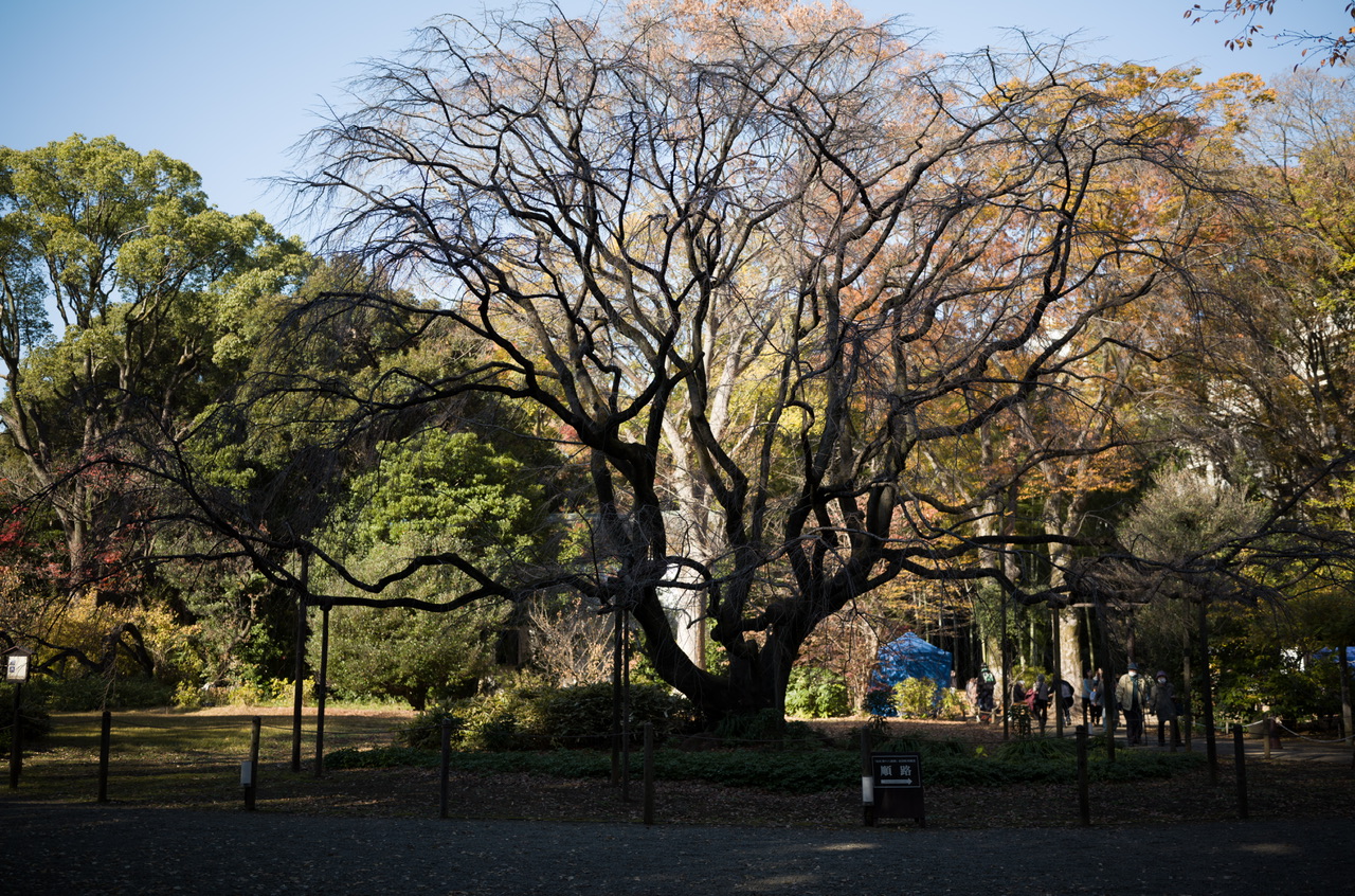 六義園 冬枝垂れ桜