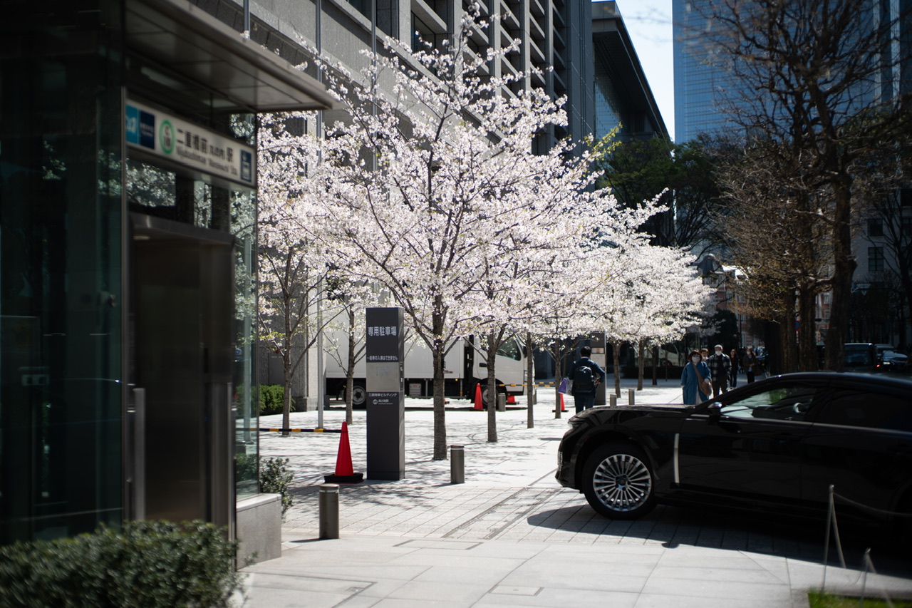 桜 東京 三菱ビル前