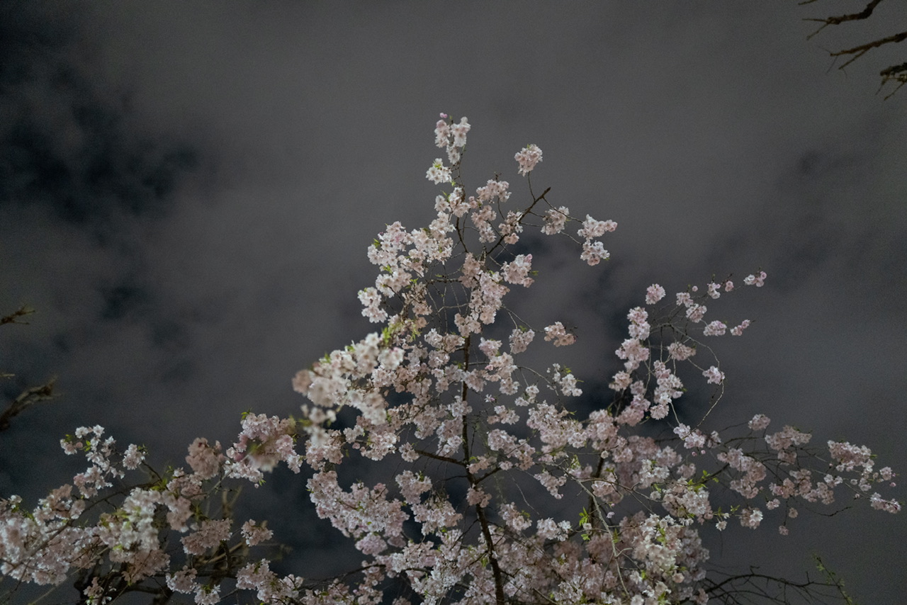 桜 2025 夜
