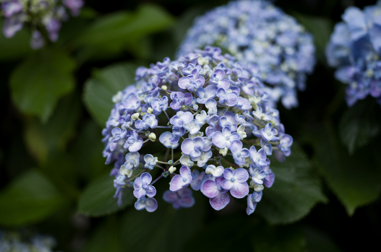 紫陽花 あじさい