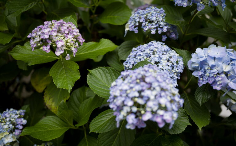 紫陽花 あじさい