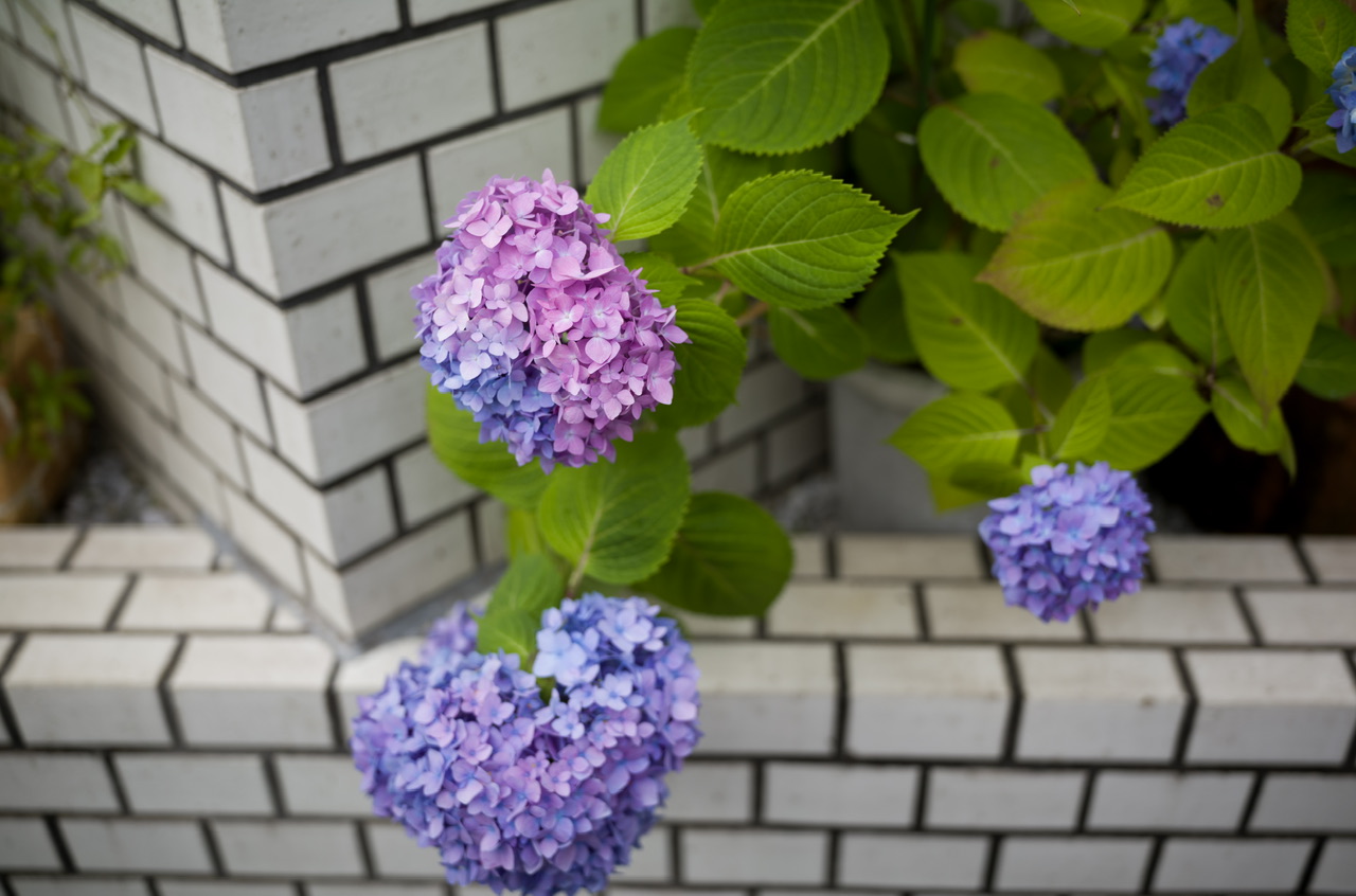 紫陽花 あじさい