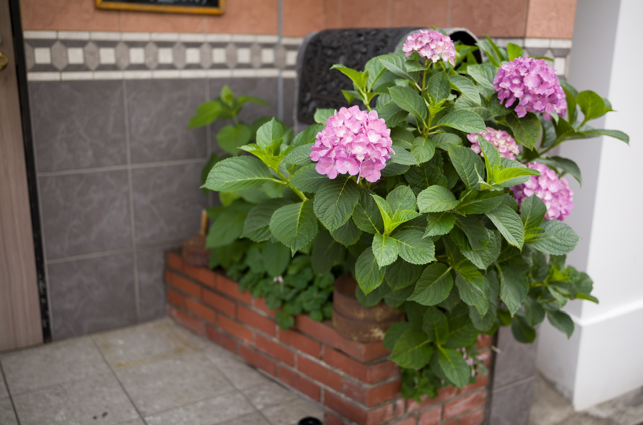 紫陽花 あじさい
