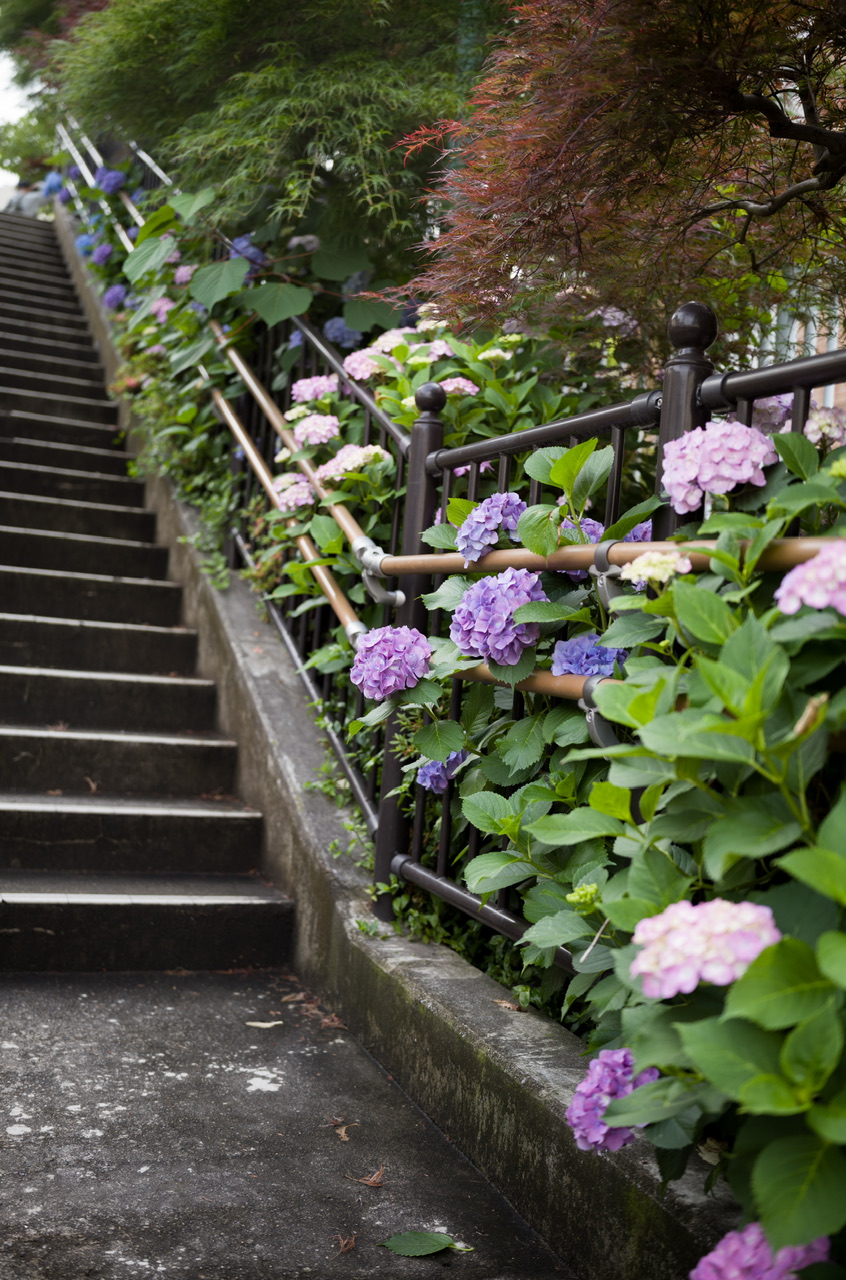 白山神社 紫陽花 20250601