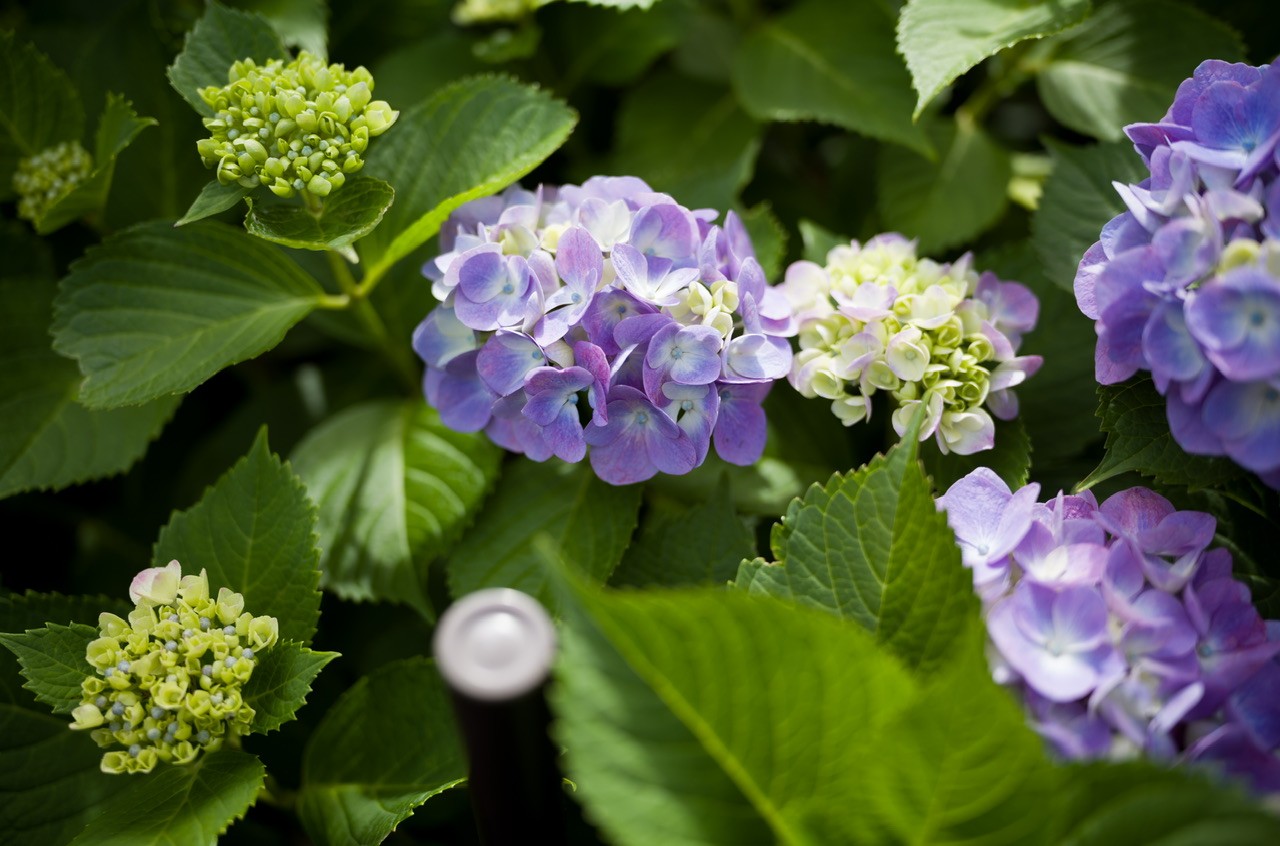 白山神社 紫陽花 あじさい