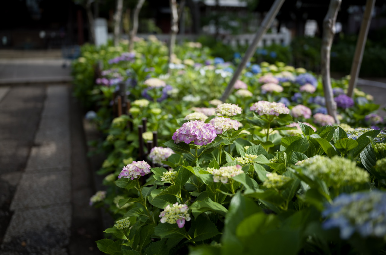 白山神社 紫陽花 20250601