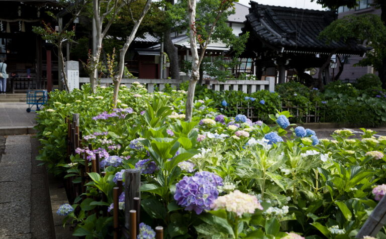 白山神社 紫陽花 20250601