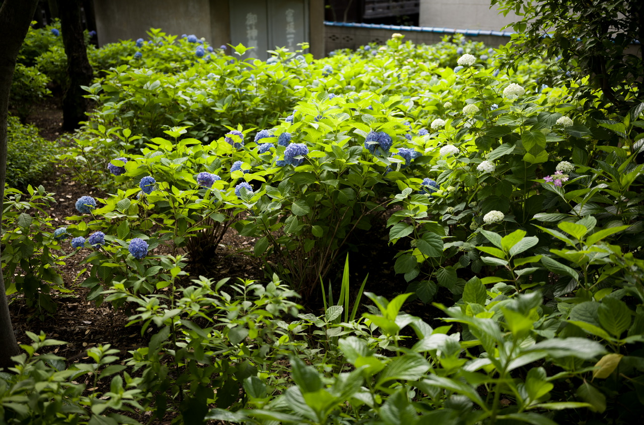 白山神社 紫陽花 20250601