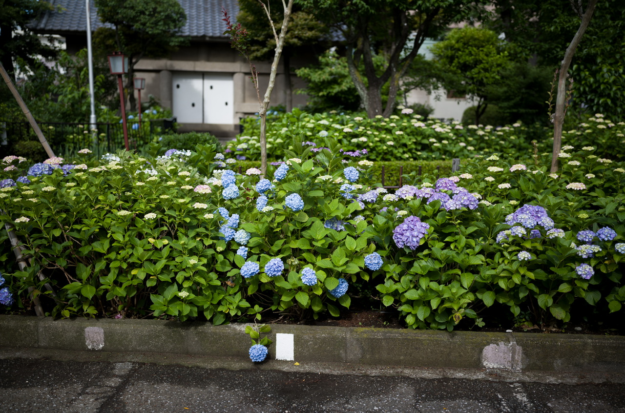 白山神社 紫陽花 20250601