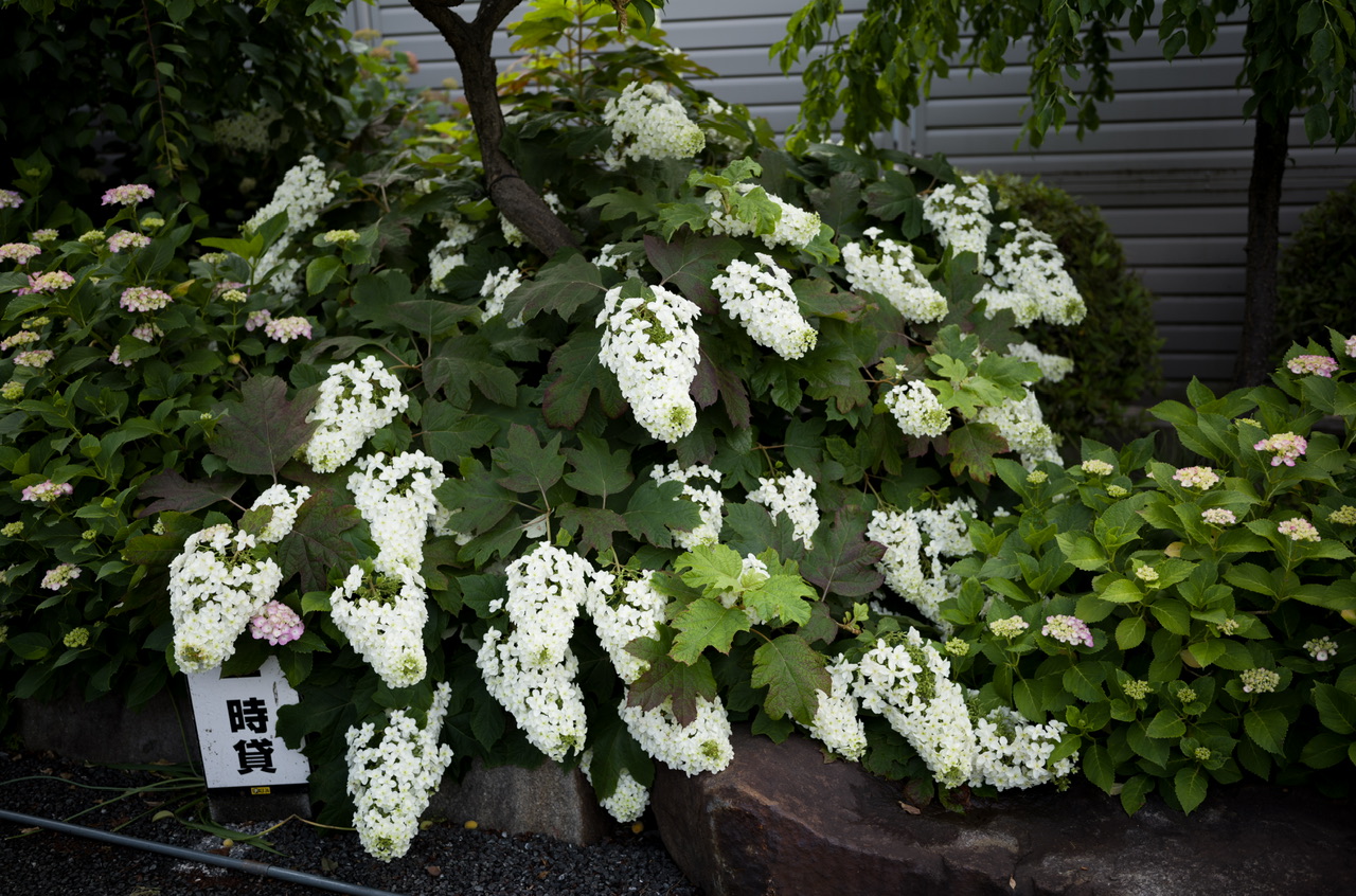 白山神社 紫陽花 20250601