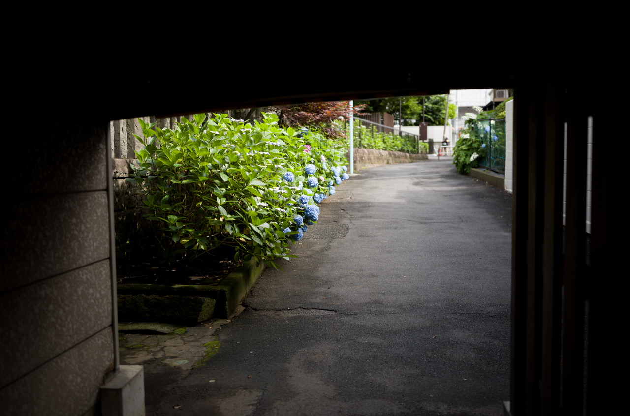 白山神社 紫陽花 20250601