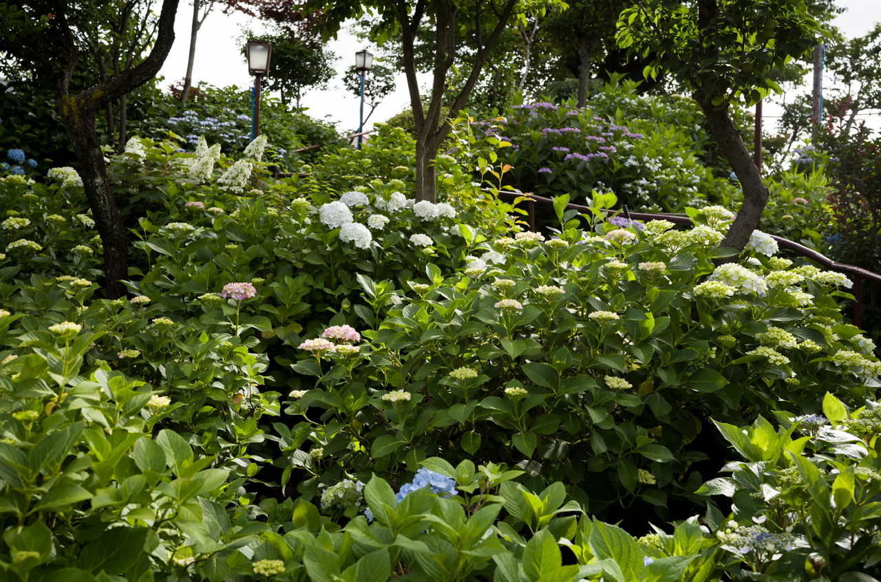 白山神社 紫陽花 20250601