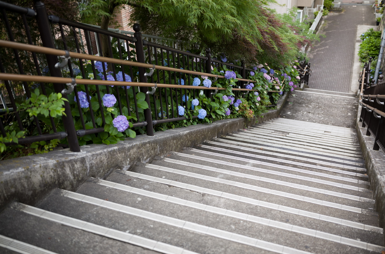 白山神社 紫陽花 20250601