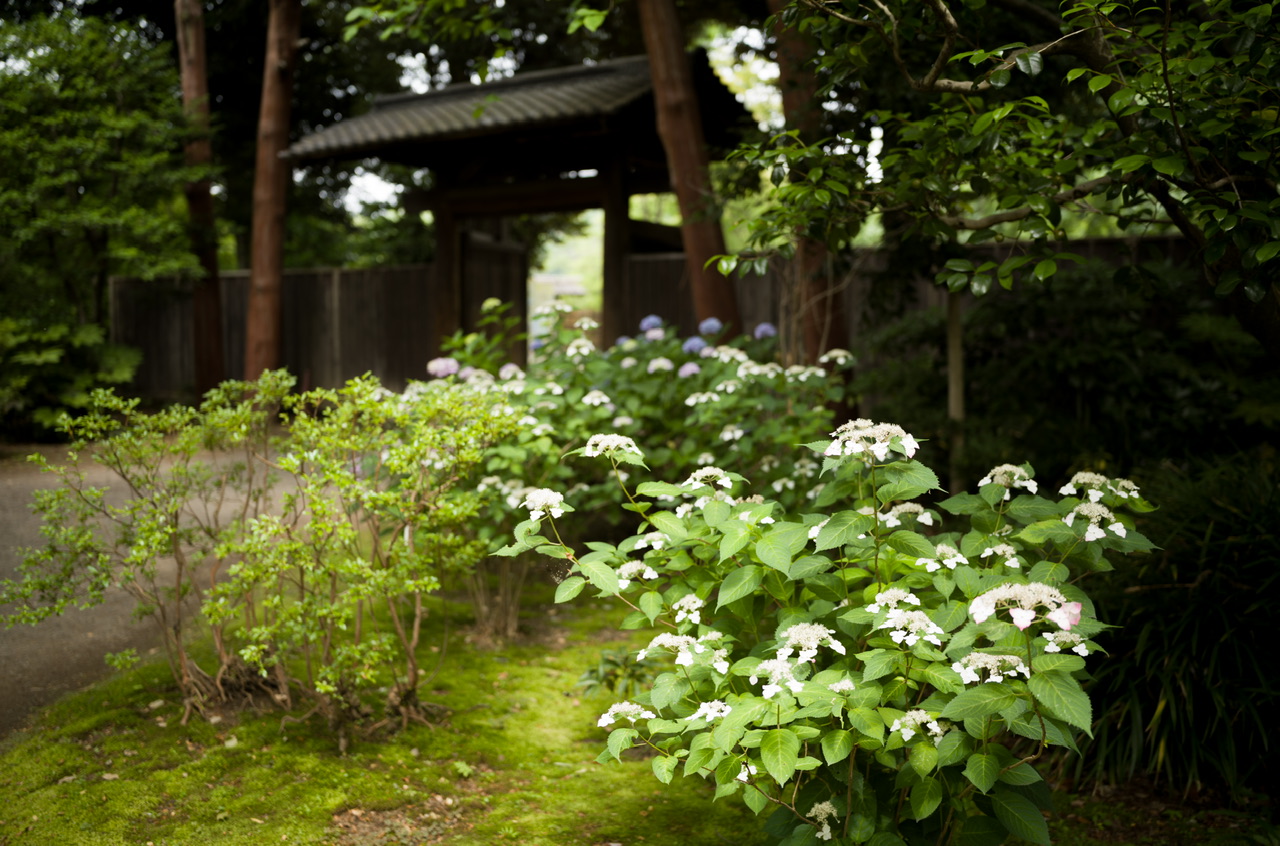 六義園 紫陽花 2025