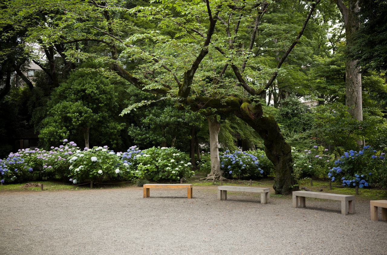 六義園 紫陽花 2025