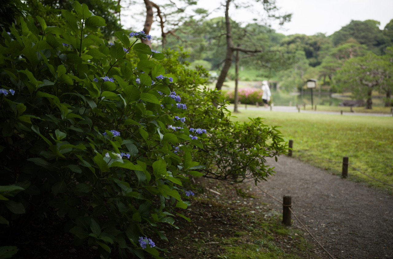 六義園 紫陽花 2025