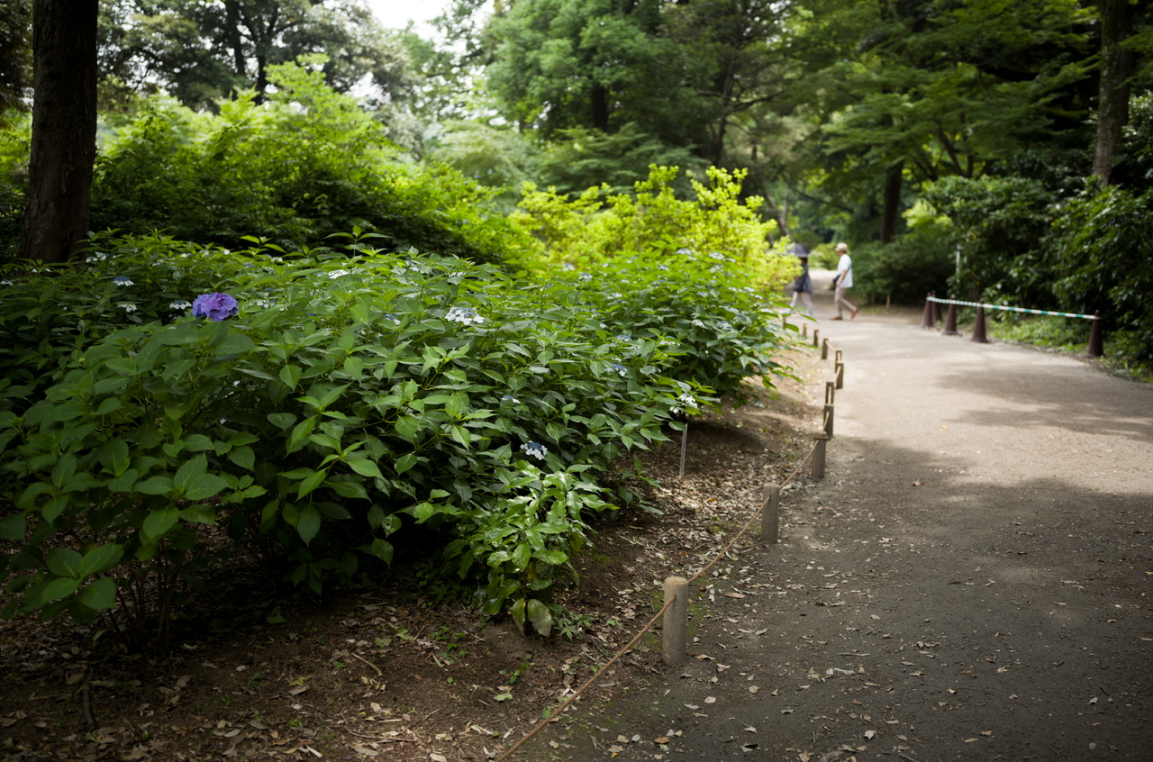 六義園 紫陽花 2025