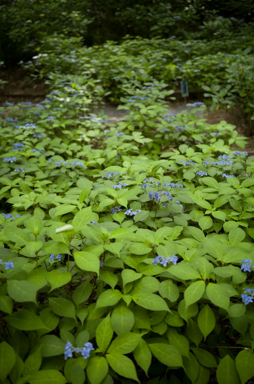 六義園 紫陽花 2025